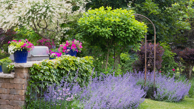 A colorful perennial garden with catmint, allium, and hydrangea
