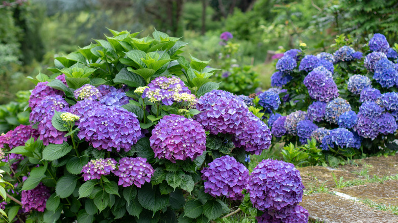 Close up of a person's hand pruning wilted hydrangeas with shears.