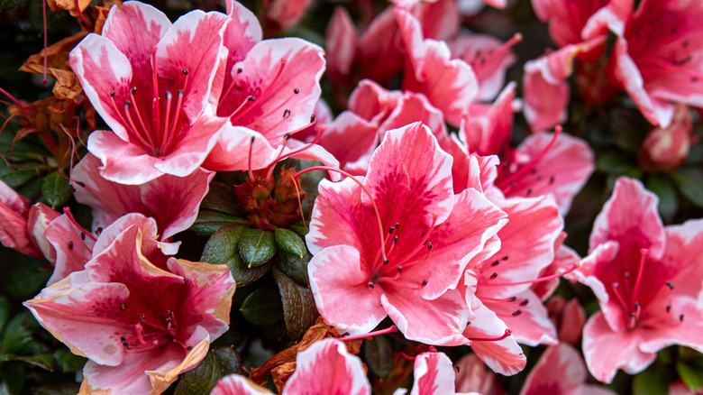 A bi-color variety of light and deep pink Encore azalea, is bursting forth from lush green foliage.