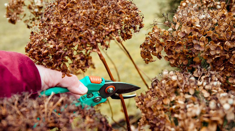 Close up of a person's hand pruning wilted hydrangeas with shears.