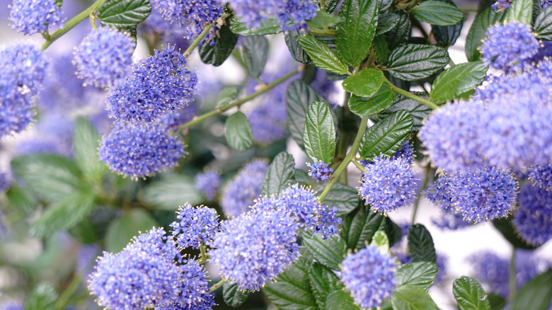 Blue flowers on California lilac plant