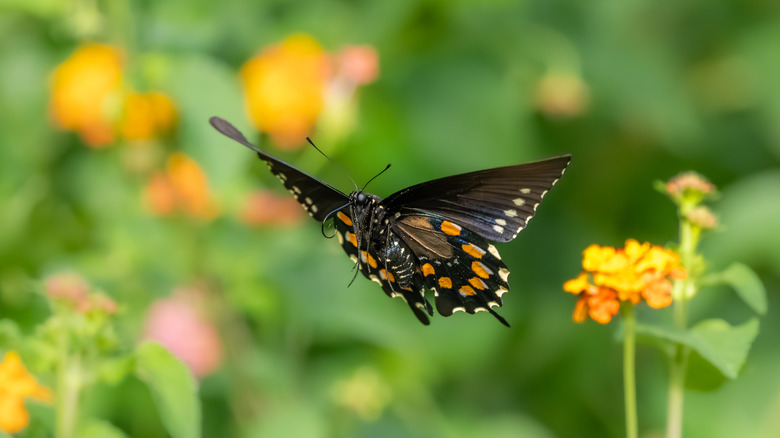 Butterfly flying amongst flowers