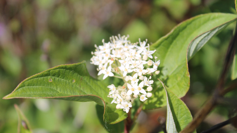 closeup on Firedance dogwood