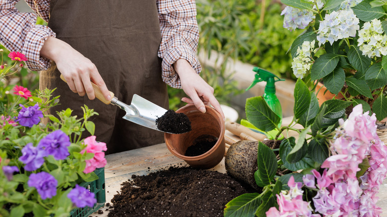 person adding soil to pot beside young hydrangeas