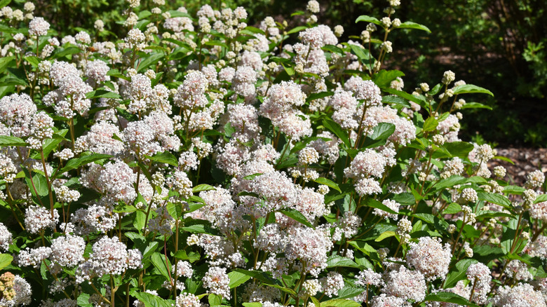 New Jersey tea in bloom