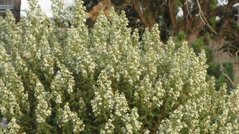 A fernbush plant growing in a garden