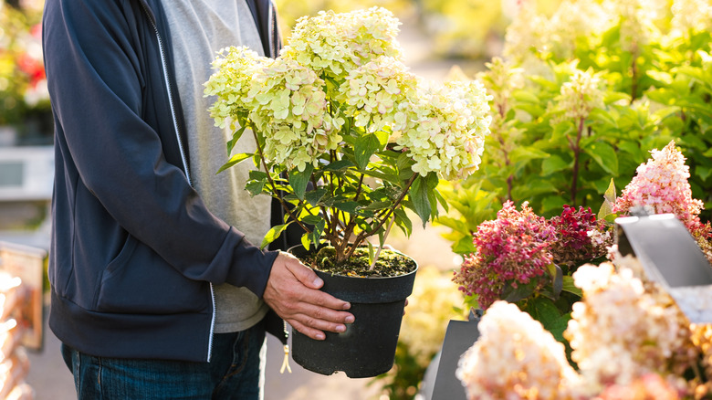 A person shopping for a hydrangea in a garden center