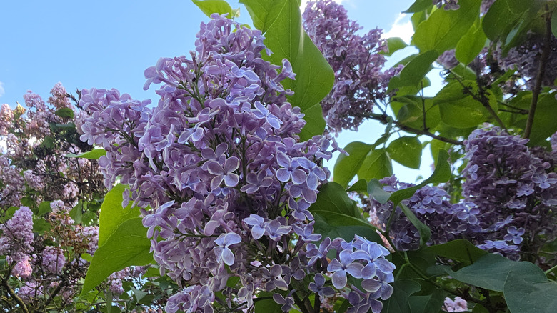 closeup on French lilac blooms