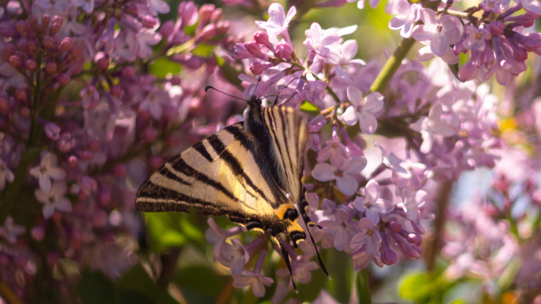 closeup of butterfly on pink lilac flowers