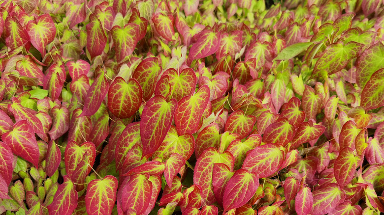 Epimedium ground cover, showing bright green heart-shaped leaves with red edges