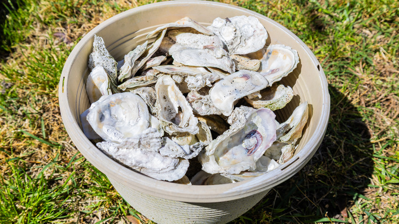 A planter filled with bleached oyster shells