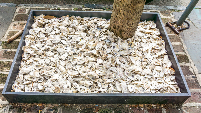 A tree surrounded by oyster shells in a small plot of land
