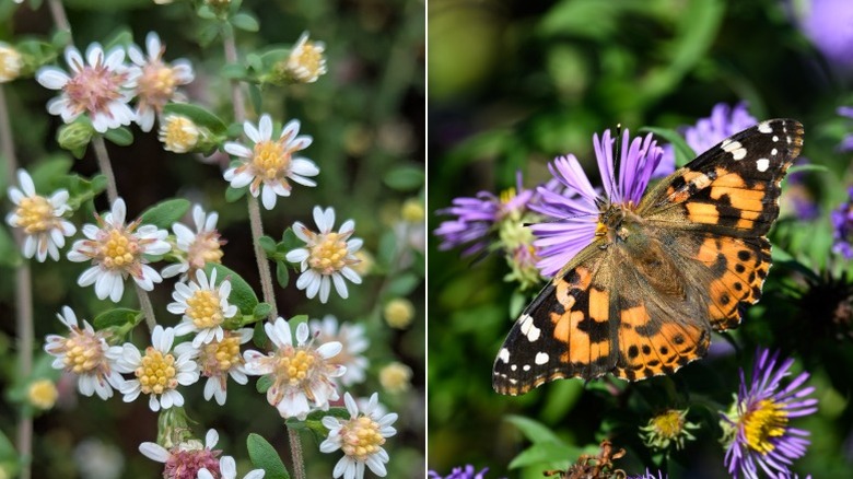 Split image show a closeup of the calico aster blooms on the left and a butterfly feeding from a New England aster flower on the right