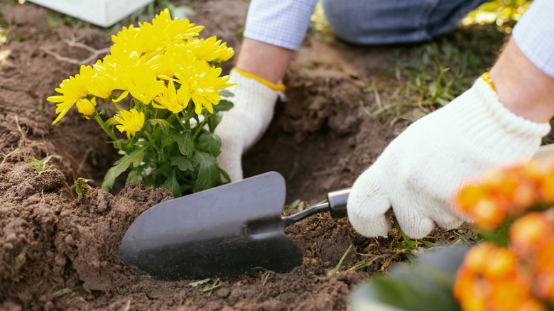 The gloved hands of a gardener planting chrysanthemums in loamy soil using a hand trowel