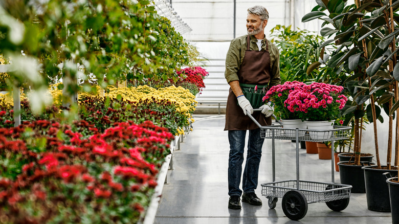 Man with trolley full of garden mums in garden center looks over shoulder towards other plants