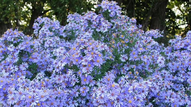 A mounding 'Bluebird' aster plant covered in bluish purple flowers