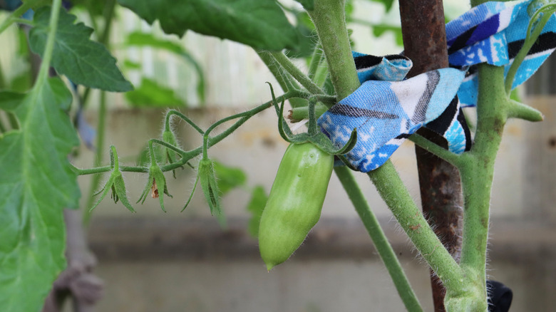 Tomato plant tied to a stake using a fabric strip