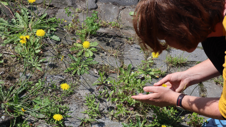 A person is trying to hand-dig a weed-infested patio made of pavers