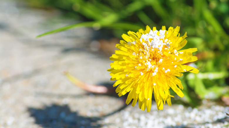 Yellow dandelion flower with white power sprinkled on top.