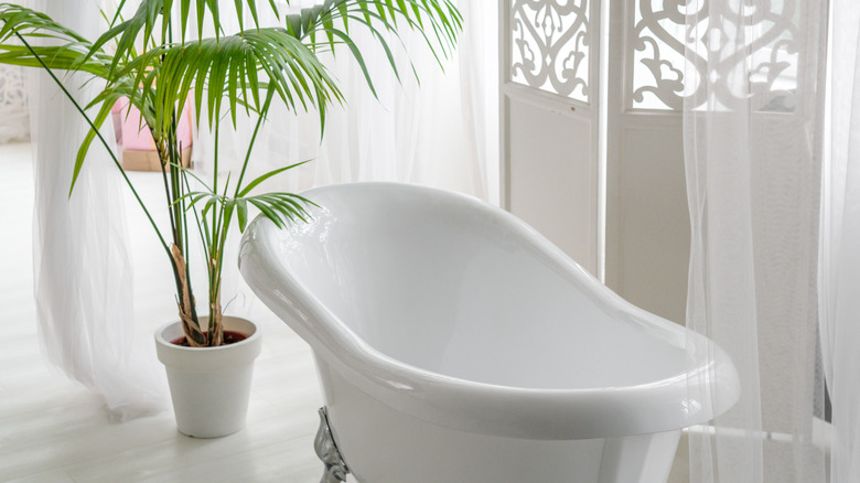 A white claw foot bathtub with a houseplant, screen, and curtains in a modern bathroom.