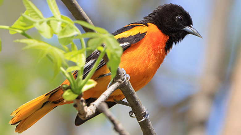 An oriole perches on bare branches of a shrub or tree