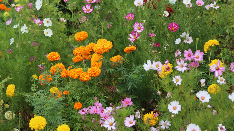A mixture of cosmos and marigolds growing together in mass plantings