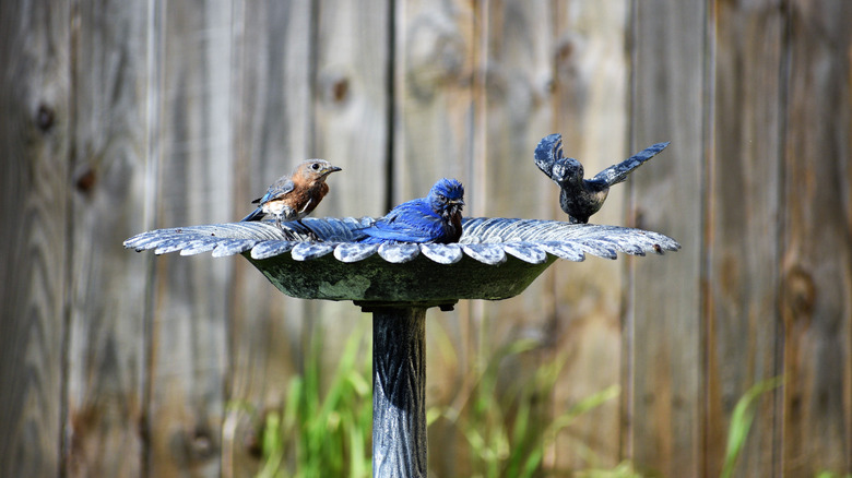 A stone bird bath with three birds visiting it