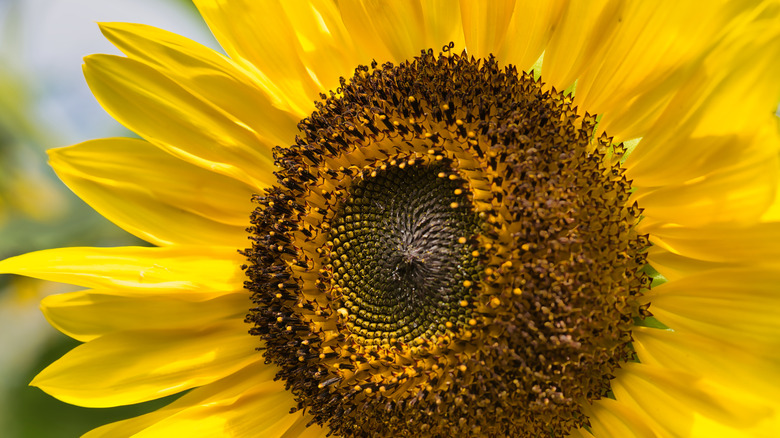 large Helianthus giganteus sunflower bloom