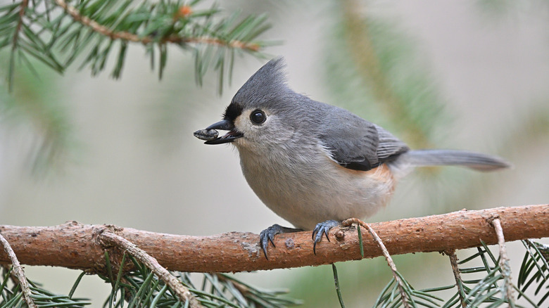 tufted titmouse holding sunflower seed