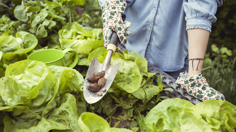 Woman holding slugs on trowel in a garden