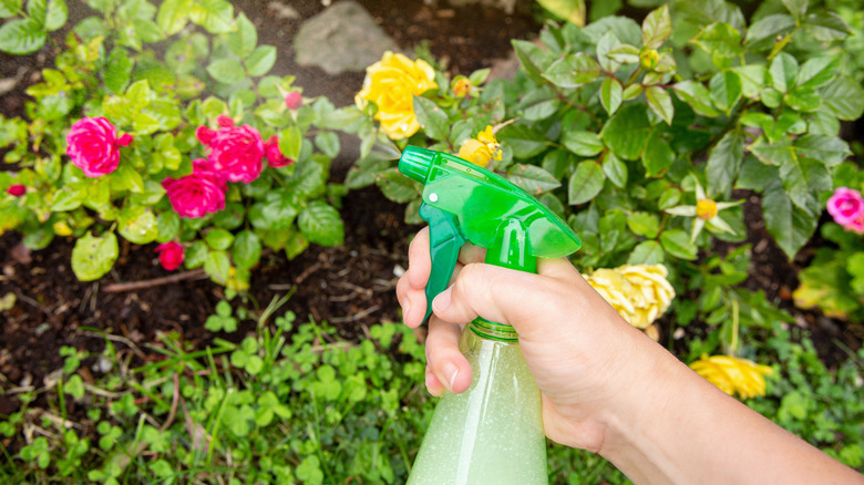 A person sprays rose shrubs in a garden with a homemade pesticide in a green spray bottle.