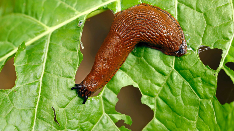 A slug crawls on a green leaf full of holes in a garden.
