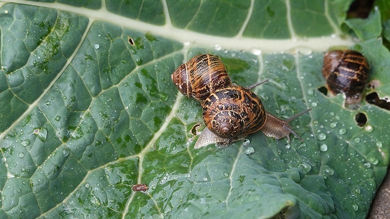 Several brown snails feed on a cabbage leaf.