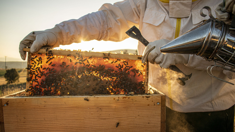 Person removing frame from beehive