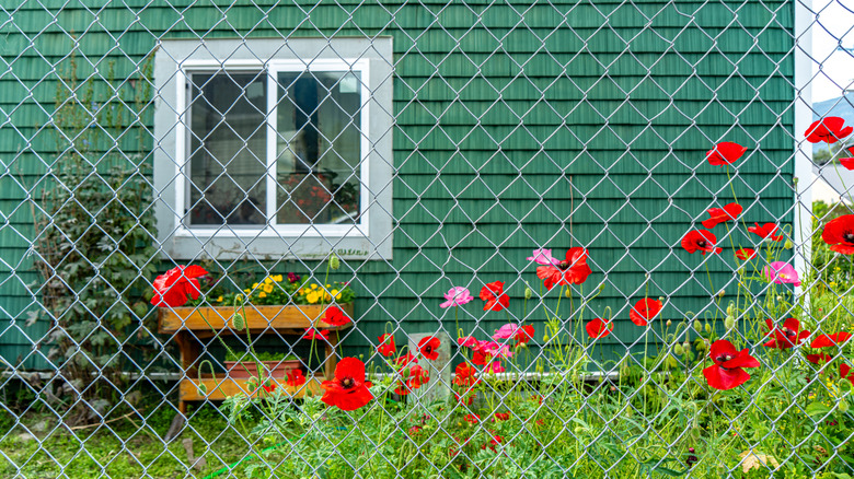 Chain link fence around a green house
