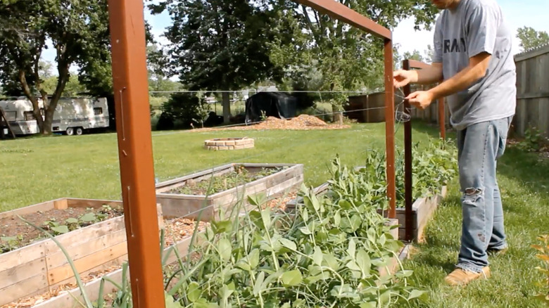man building a garden trellis