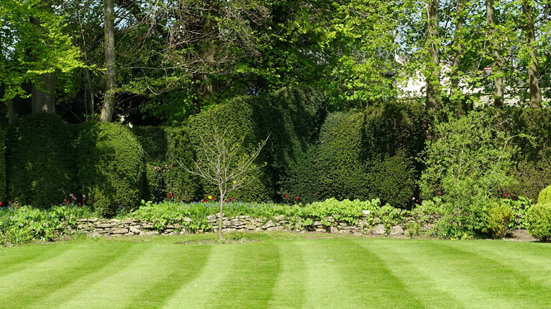 A garden with a brown wooden fence and flowers in bloom