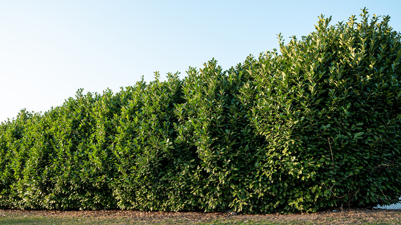 Large cherry laurel hedge