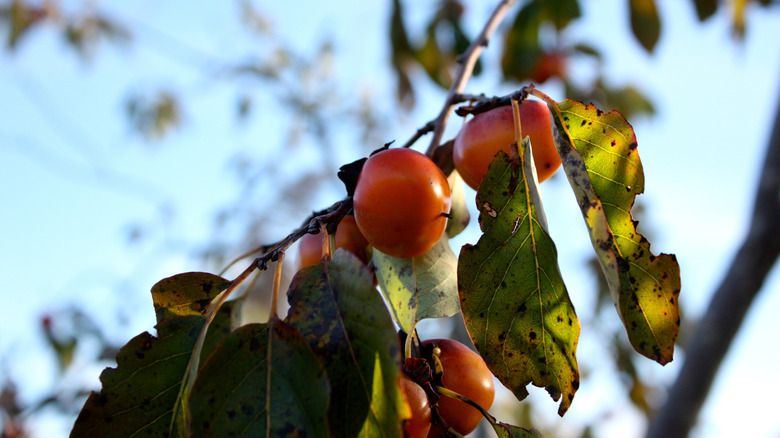 closeup on American persimmon fruit and leaves