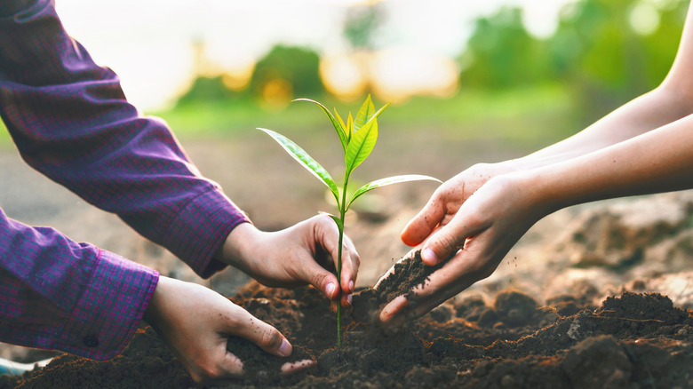 people planting tree in yard