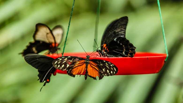 Four butterflies around red feeder.