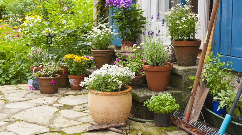 Terracotta garden pots on patio