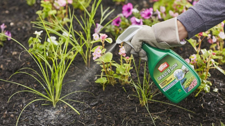 Person spraying Grass B Gon on grassy weeds growing in the garden.