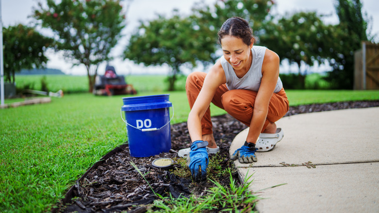 Woman hand-pulling grassy weeds from her mulched garden walkway.