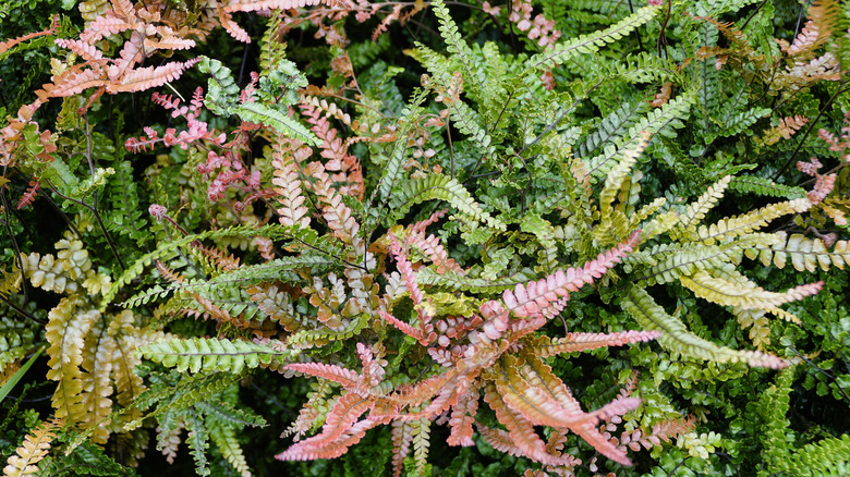 Picture of pink and green rosy maidenhair ferns.