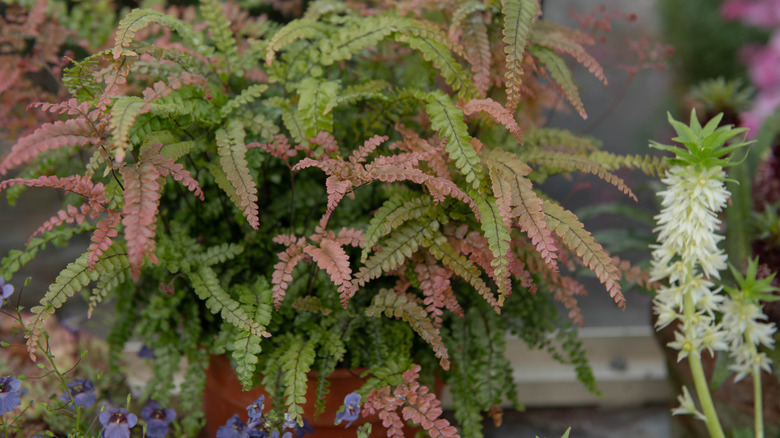 A rosy maidenhair fern next to flowering plants.