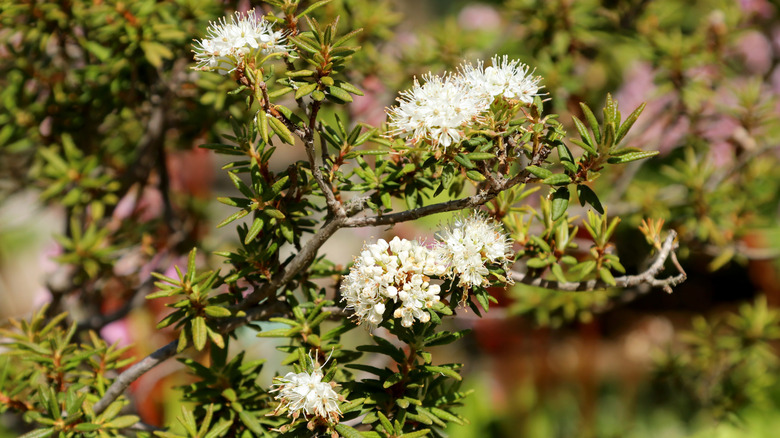 A Labrador tea shrub with clusters of white flowers
