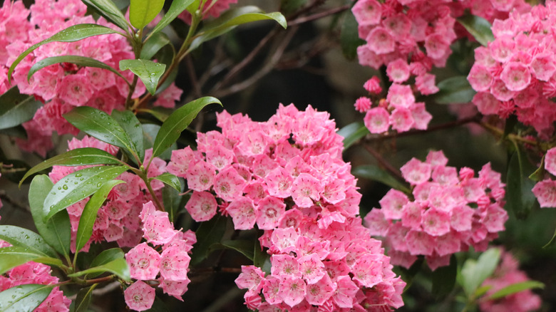 Pink mountain laurel blooms on a large shrub.