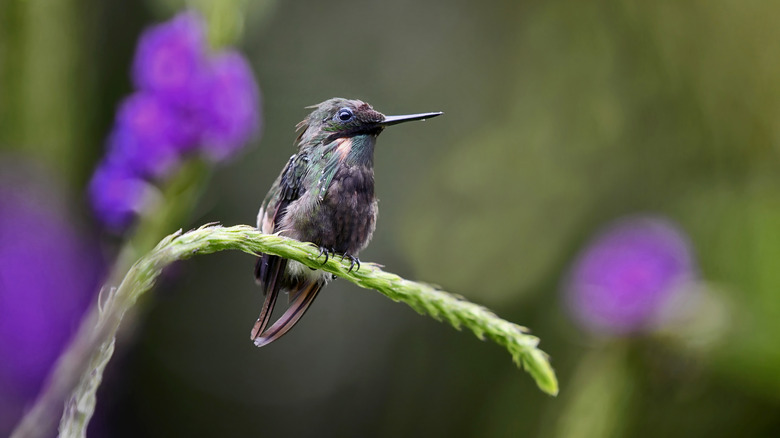 A hummingbird sits on a long seed head against a blurred background.
