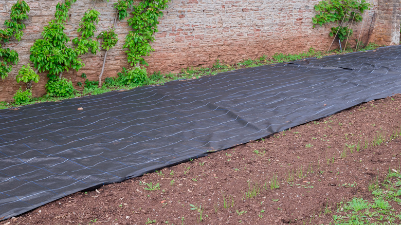 Landscape fabric rolled out on one side of a soil plot